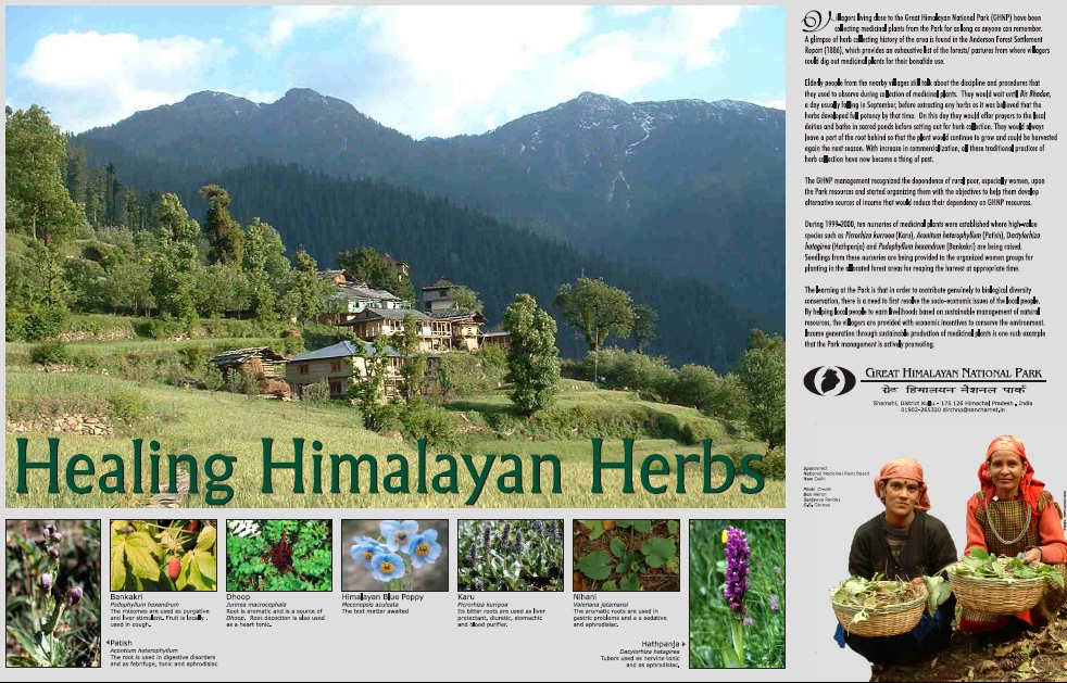 Healing Himalayan Herbs Poster