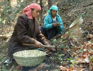 WSCG members working with the medicinal plants